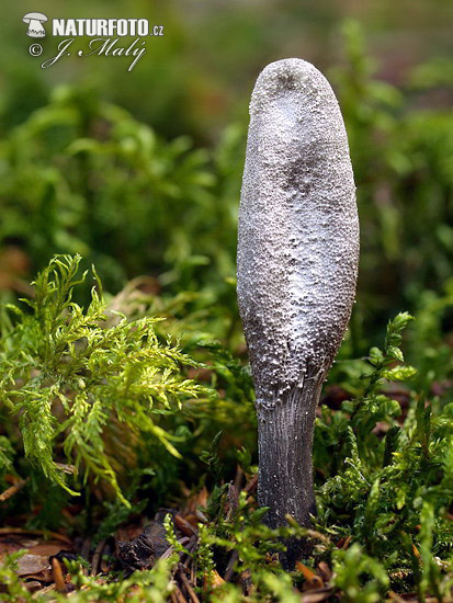 cordyceps langue de serpent