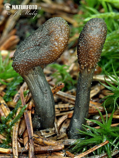 cordyceps langue de serpent