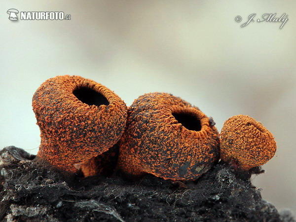 Corona Cup Mushroom (Plectania melastoma)