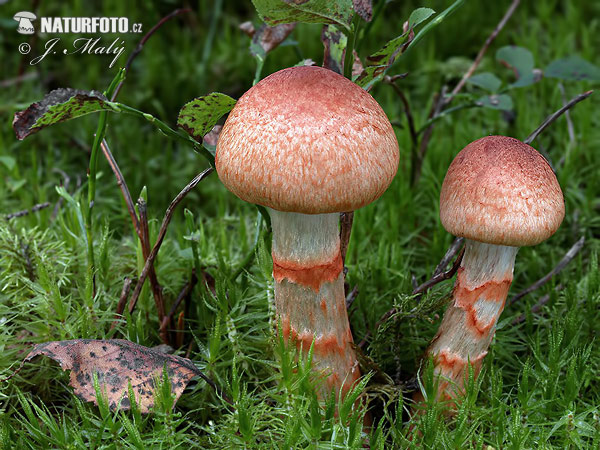 Cortinarius armillatus