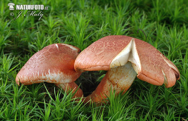 Cortinarius bolaris