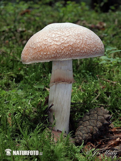 Cortinarius caperatus