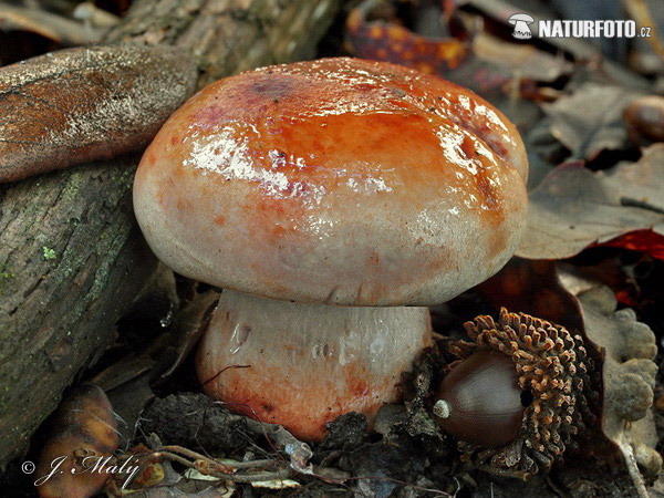 Cortinarius rufo-olivaceus