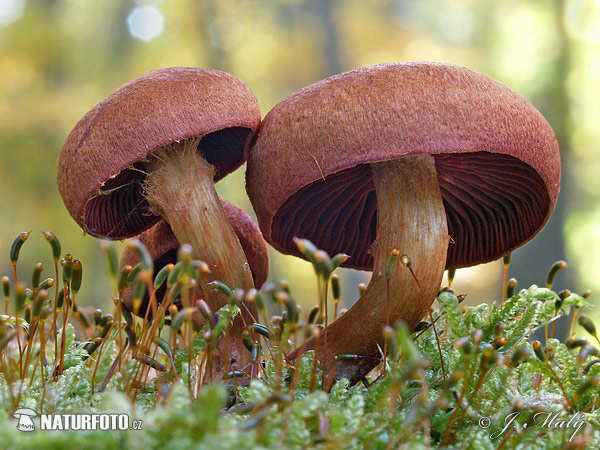 Cortinarius sp.