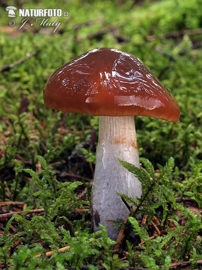 Cortinarius stillatitius