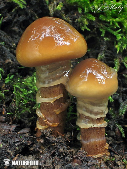 Cortinarius trivialis