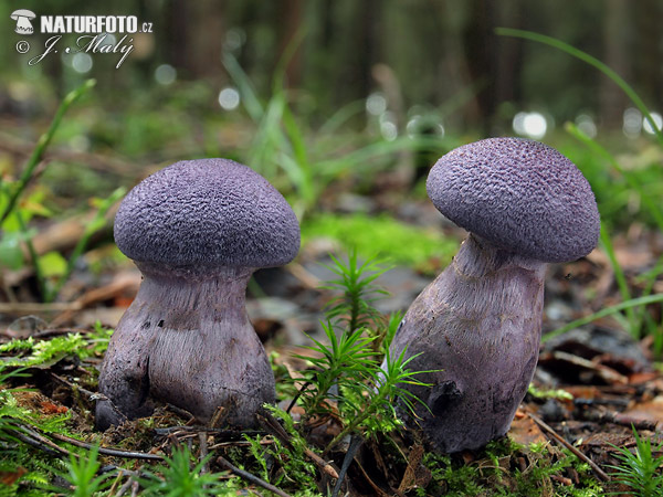 Cortinarius violaceus