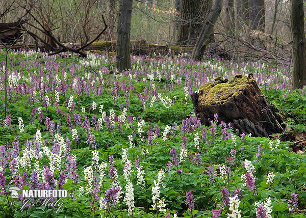 Corydale à tubercule creux - Corydale creuse