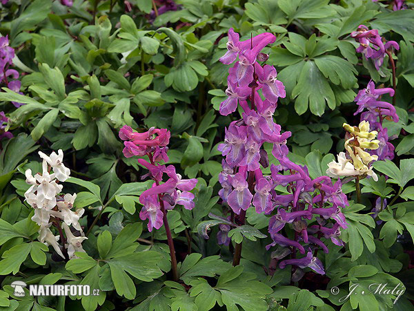 Corydalis cava