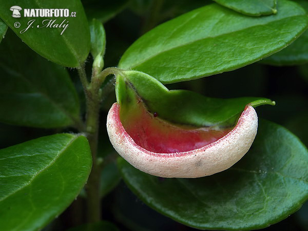 Cowberry Redleaf Mushroom (Exobasidium vaccinii)