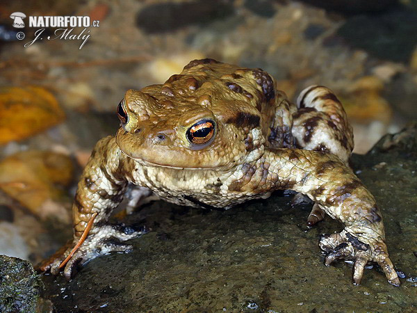 Crapaud commun