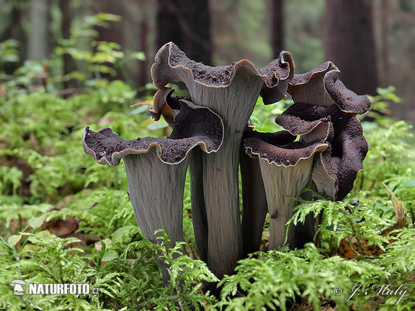 Craterellus cornucopioides
