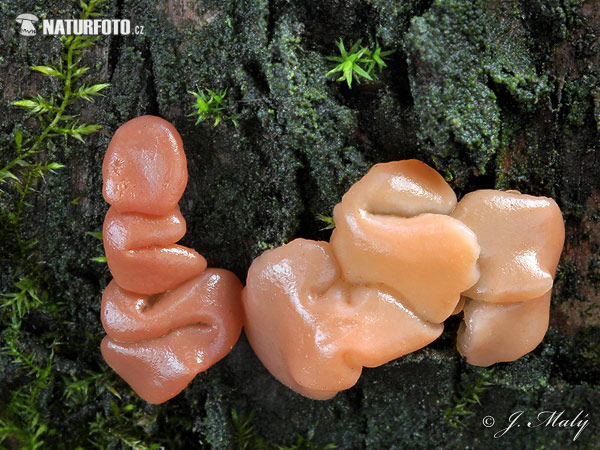 Craterocolla cerasi Mushroom (Craterocolla cerasi)