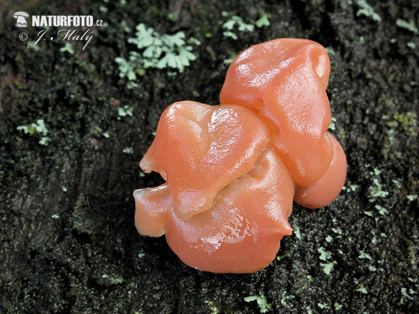 Craterocolla cerasi Mushroom (Craterocolla cerasi)