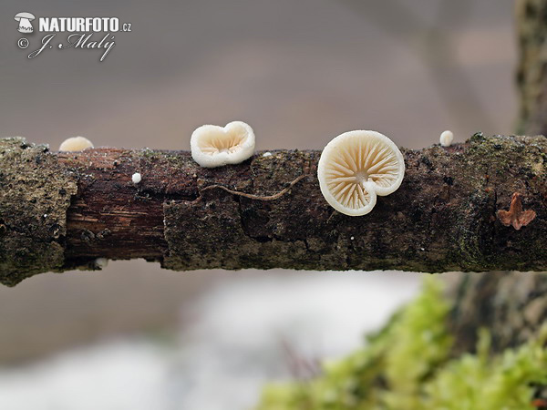 Crepidotus cesatii var. cesatii