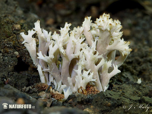 Crested Coral Mushroom (Clavulina coralloides)