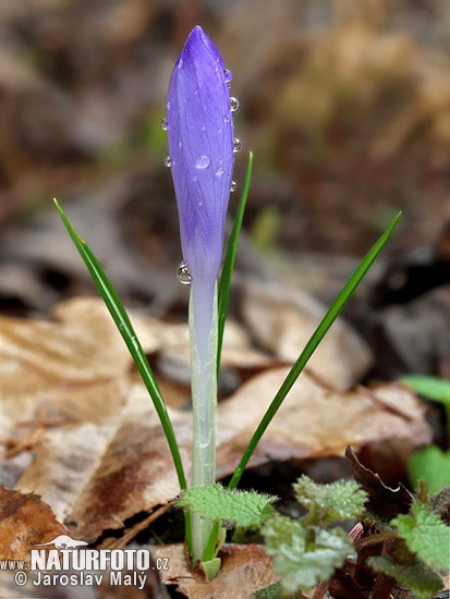 Crocus heuffelianus