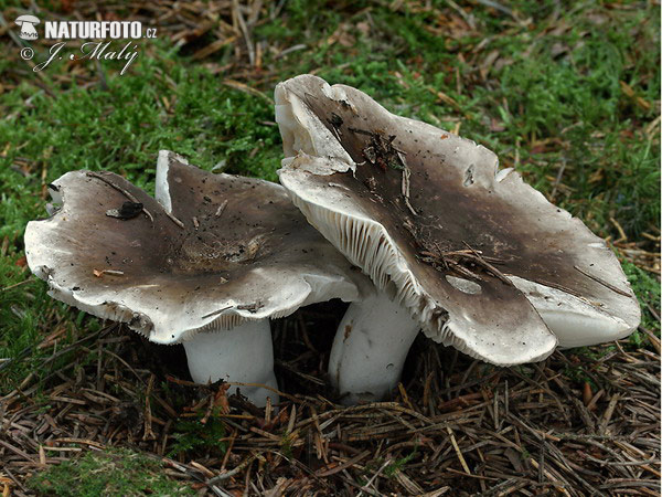 Crowded Brittlegill Mushroom (Russula densifolia)