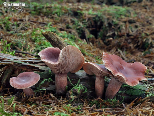 Curry Milkcap Mushroom (Lactarius camphoratus)