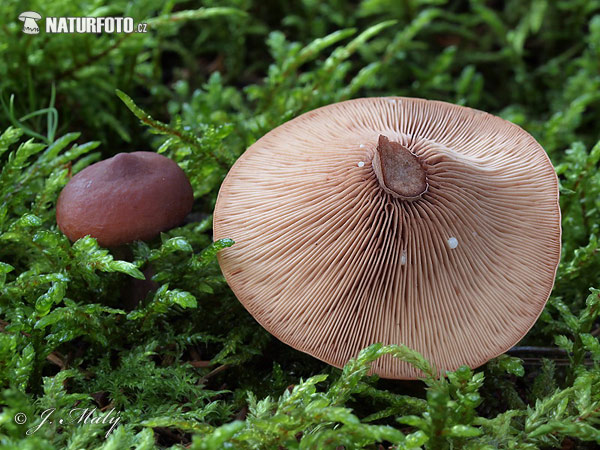 Curry Milkcap Mushroom (Lactarius camphoratus)