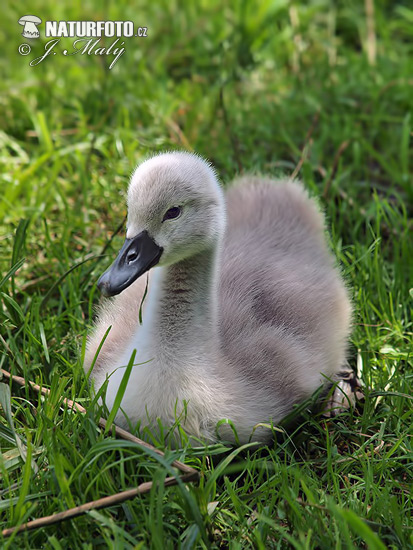 Cygne tuberculé