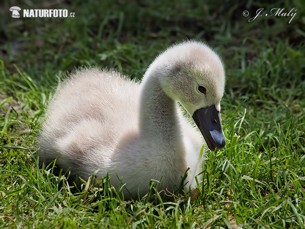 Cygne tuberculé