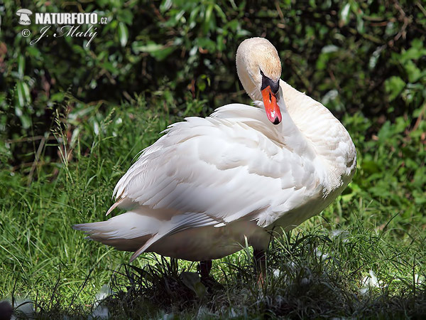 Cygne tuberculé