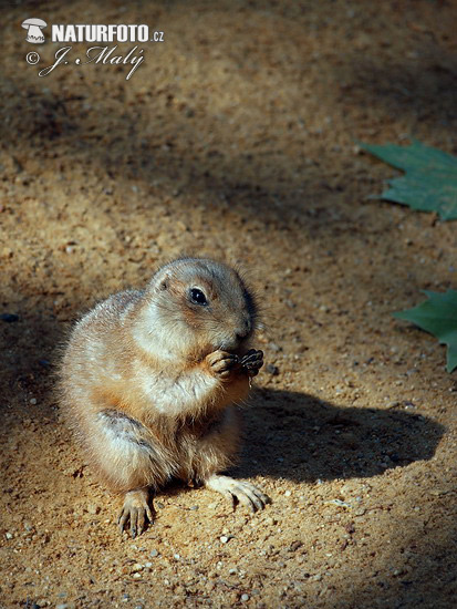 Cynomys ludovicianus