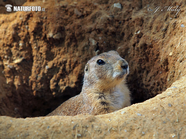 Cynomys ludovicianus