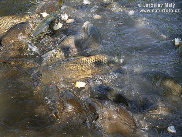 Cyprinus carpio