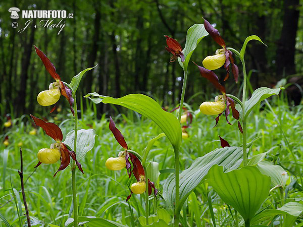 Cypripedium calceolus