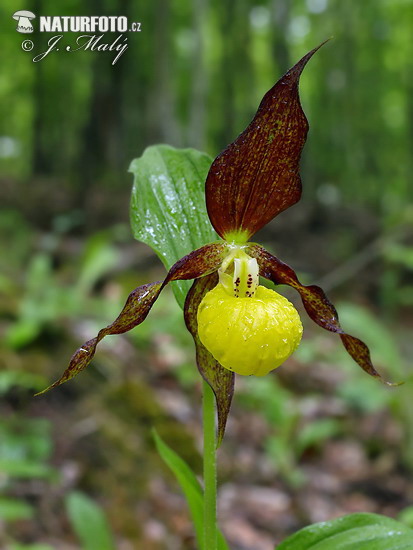 Cypripedium calceolus