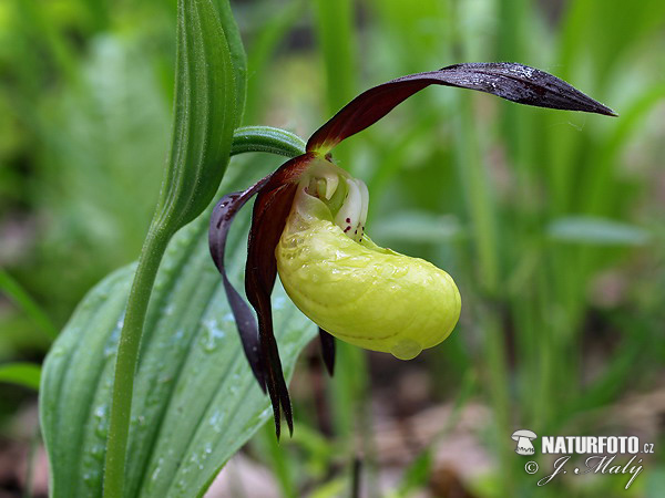 Cypripedium calceolus