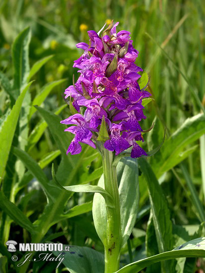 Dactylorhiza majalis