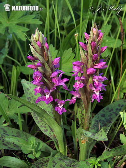 Dactylorhize de mai - Orchis à larges feuilles