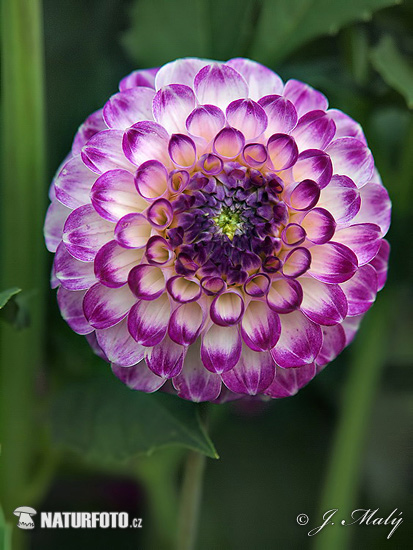 Dahlia