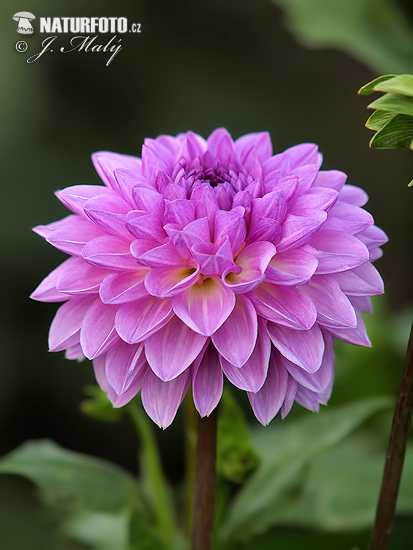 Dahlia