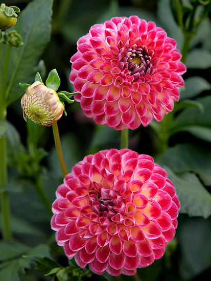 Dahlia