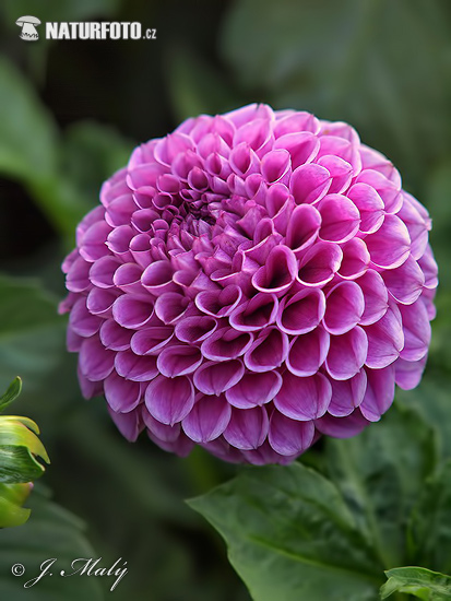 Dahlia