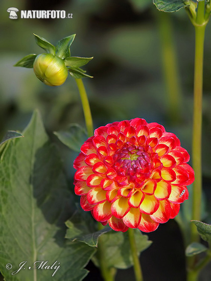 Dahlia