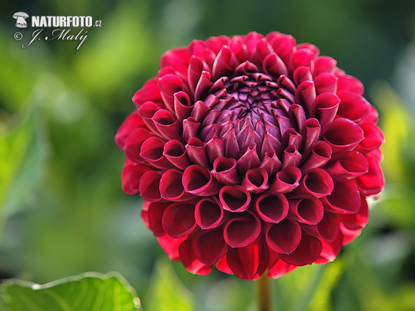 Dahlia