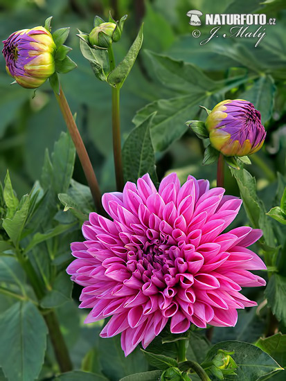 Dahlia