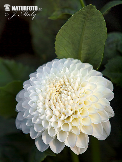 Dahlia