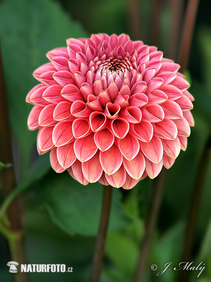 Dahlia