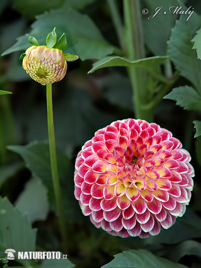 Dahlia