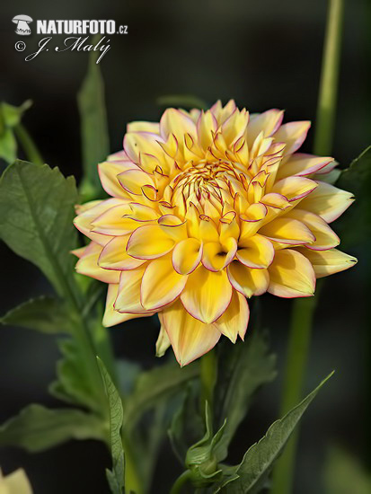 Dahlia