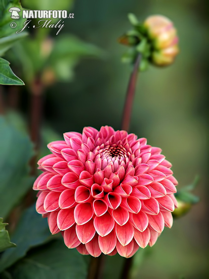 Dahlia