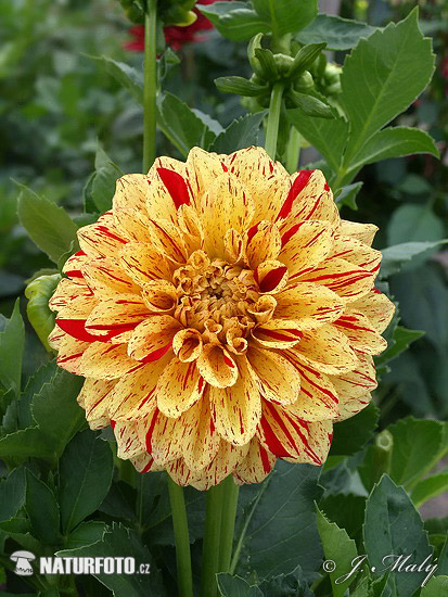 Dahlia