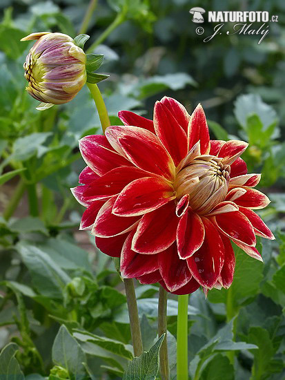 Dahlia