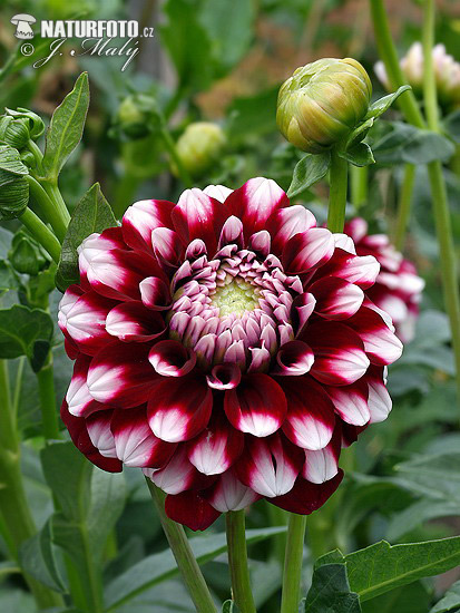 Dahlia